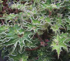 B. ‘Sea Urchin’
